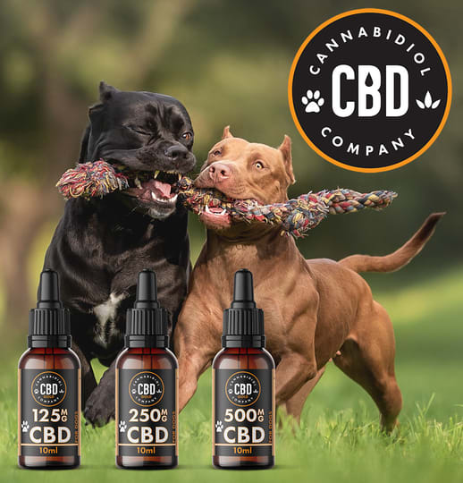 CBD olie voor honden